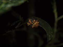 Callibia diana