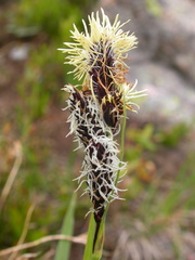 Carex paysonis