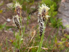 Carex paysonis