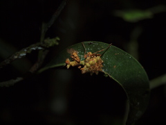 Callibia diana