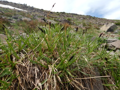 Carex paysonis