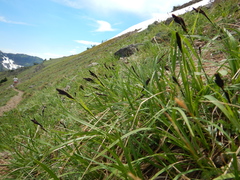 Carex paysonis