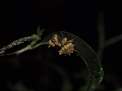 Callibia diana