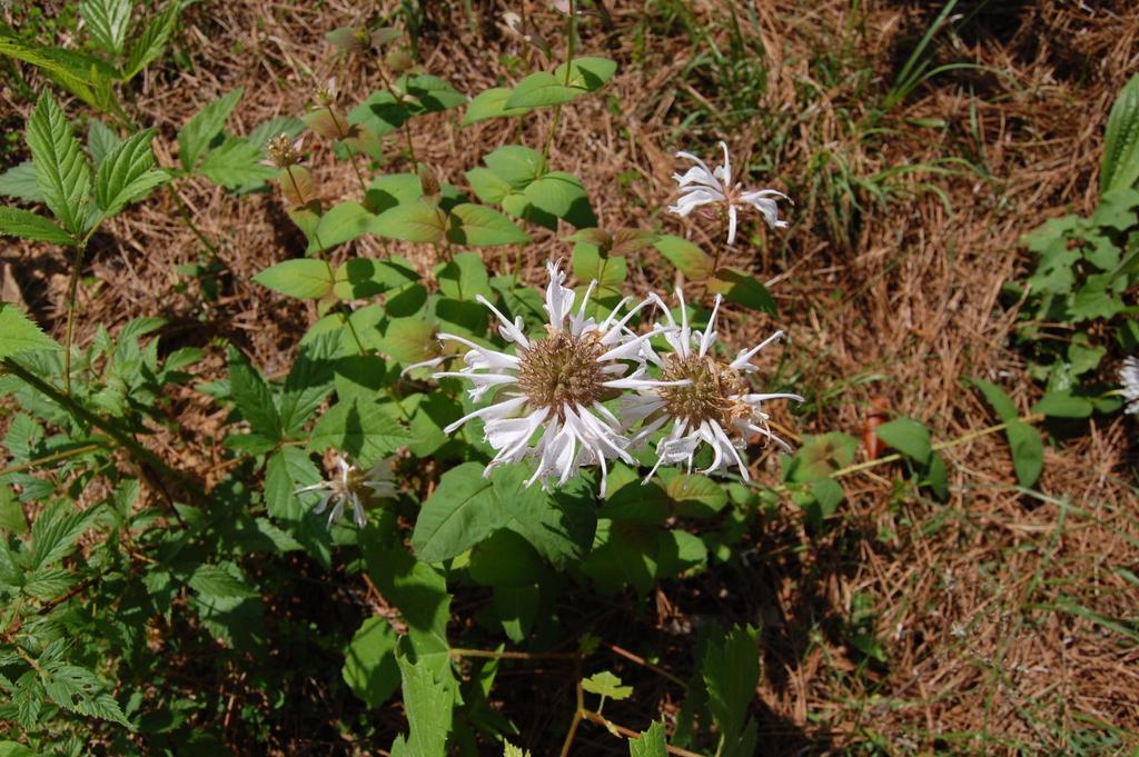 Eastern Beebalm