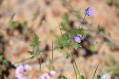 Erodium cygnorum