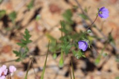 Erodium cygnorum