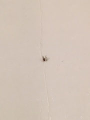 Cyclorrhapha