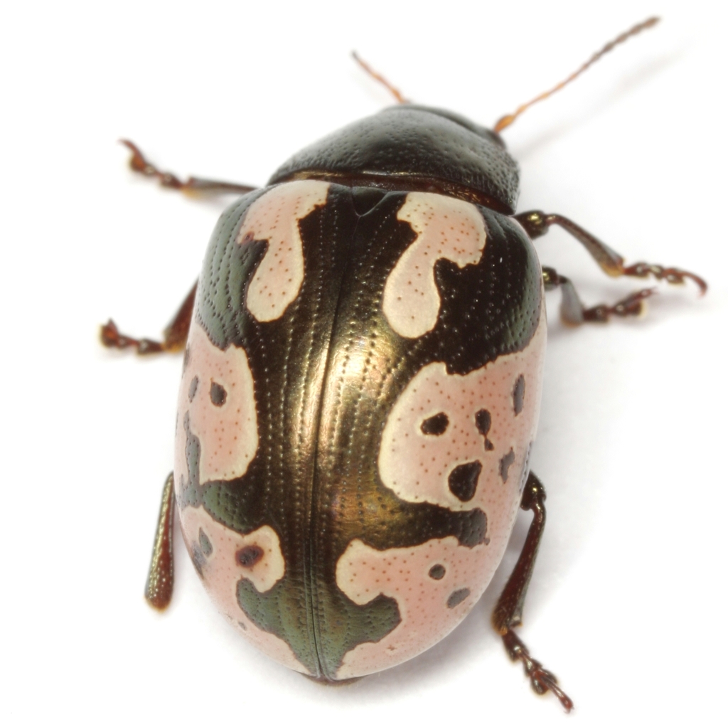Calligrapha ancoralis