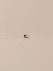 Cyclorrhapha