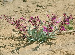 Penstemon patens