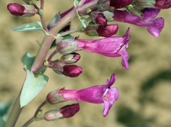 Penstemon patens