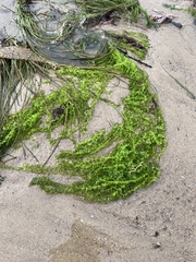 Ulva taeniata