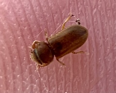 Tropicus pusillus