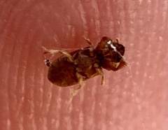 Tropicus pusillus