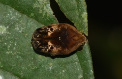 Hoplopyga ocellata