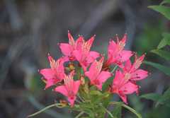 Alstroemeria ligtu ligtu