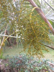 Leucothrinax morrisii