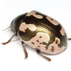 Calligrapha ancoralis