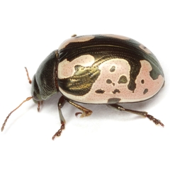 Calligrapha ancoralis
