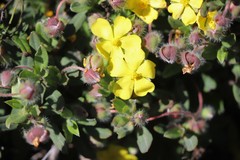 Hibbertia potentilliflora