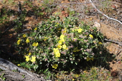 Hibbertia potentilliflora