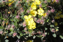 Hibbertia potentilliflora