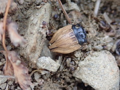 Odontotarsus
