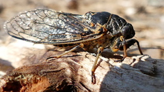 Tibicinina