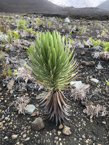 Argyroxiphium sandwicense × Dubautia menziesii