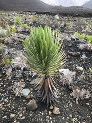 Argyroxiphium × Dubautia