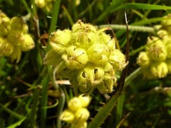 Conostylis festucacea