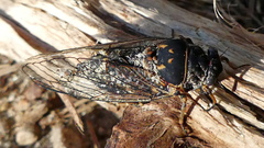 Tibicinina