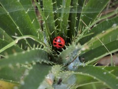 Alpaida quadrilorata