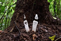 Staheliomyces cinctus