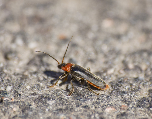 Paprastasis minkštavabalis nuotrauka