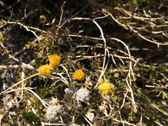 Acamptopappus