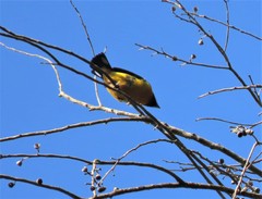 Euphonia xanthogaster