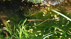 Paramesotriton hongkongensis