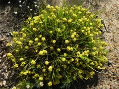 Conostylis festucacea