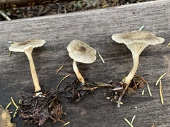 Spodocybe trulliformis