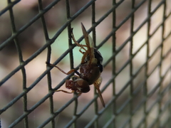 Lamprogaster flavipennis