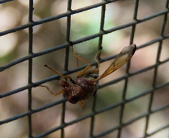 Lamprogaster flavipennis
