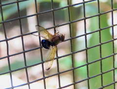 Lamprogaster flavipennis