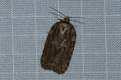 Acleris chalybeana
