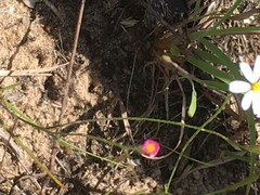 Chaetopappa asteroides