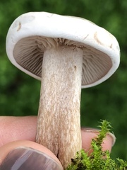 Clitocybe