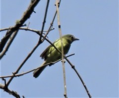 Tolmomyias sulphurescens