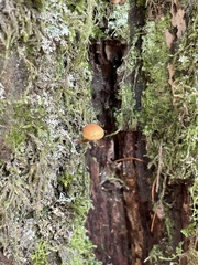 Gymnopilus rufescens