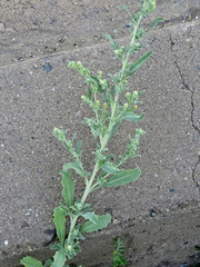 Atriplex elegans