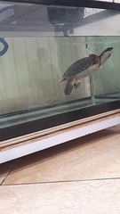 Carettochelys insculpta